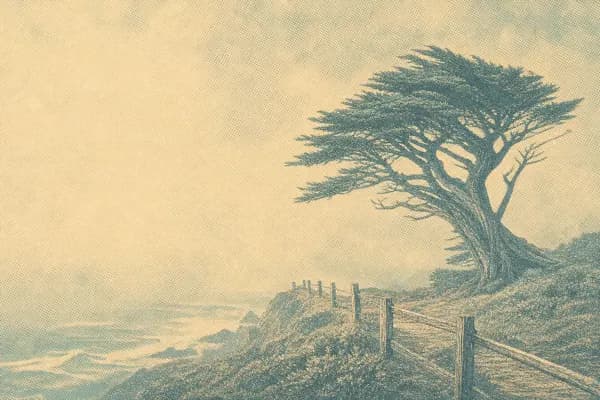 A lithograph of a cypress above the coast road at Half Moon Bay