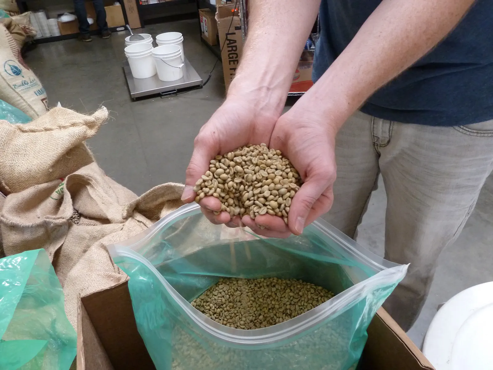 Green coffee, before roasting